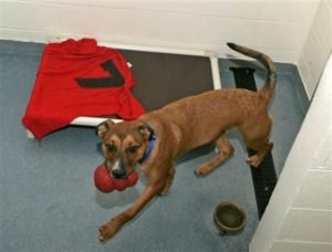 Picture of a shelter dog using Michael Vick gear as bedding and chew toys