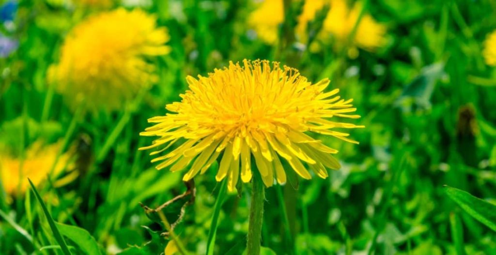picture of dandelions