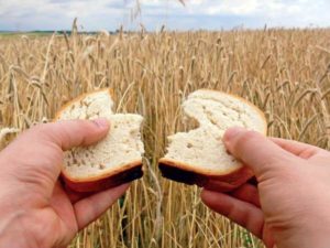 picture of bread in a wheat field