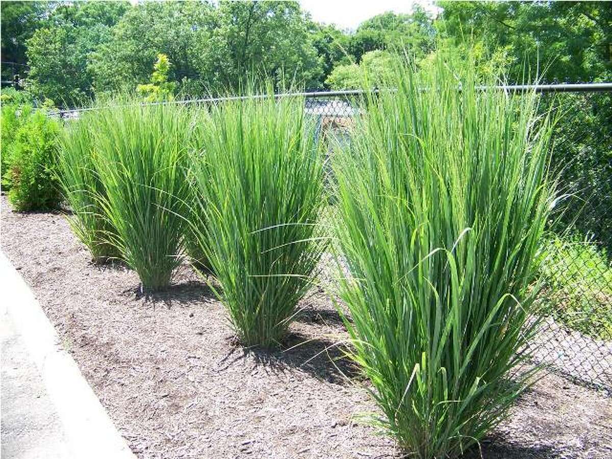Picture of a switch grass garden